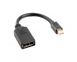 Displayport Mini Hane till Displayport Hona Adapter